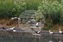 Село Подайва - щъркели - любопитно