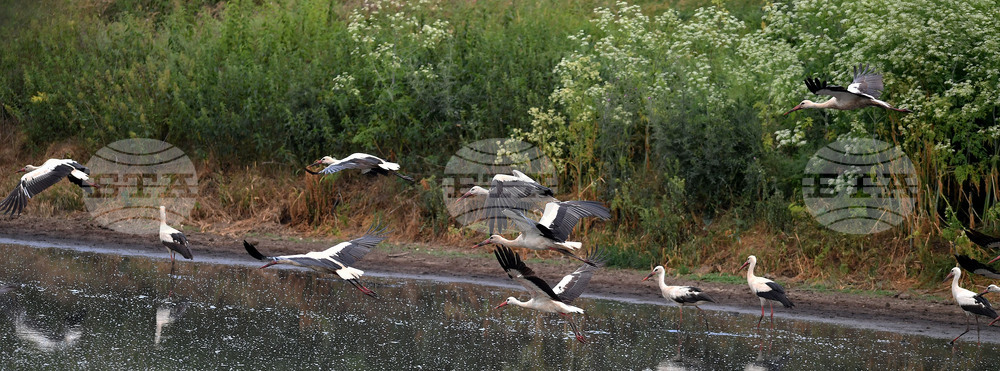 Село Подайва - щъркели - любопитно