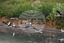 Село Подайва - щъркели - любопитно