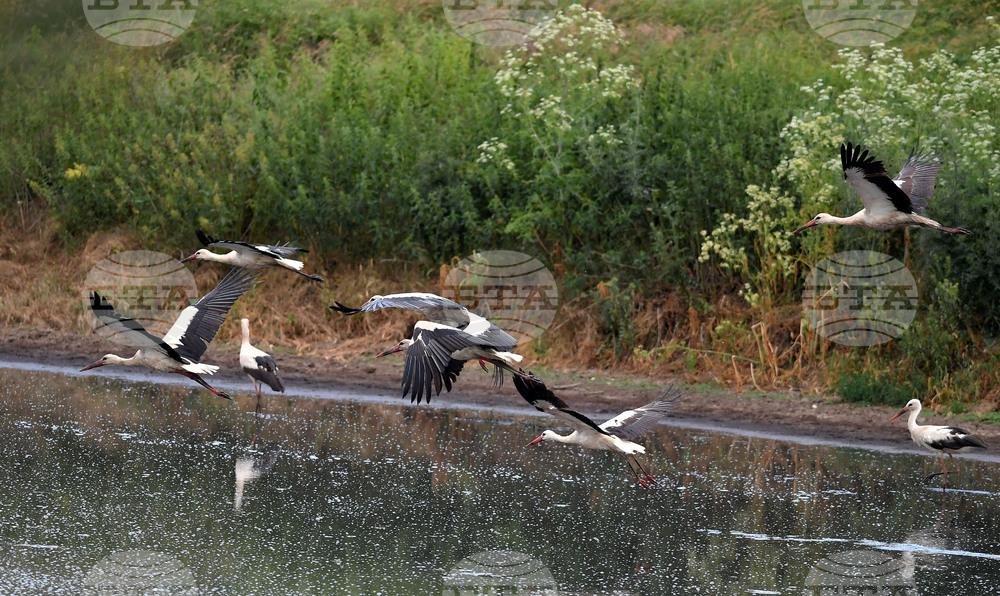 Село Подайва - щъркели - любопитно