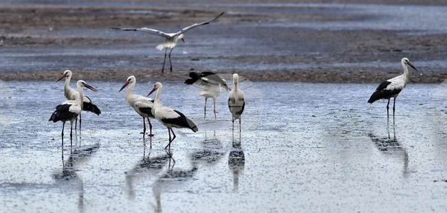 Село Подайва - щъркели
