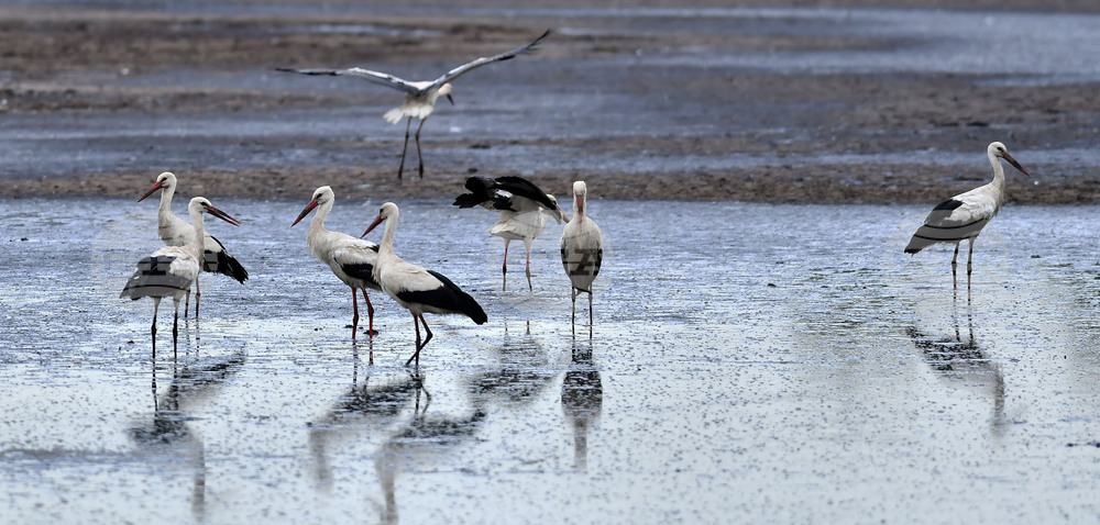 Село Подайва - щъркели - любопитно