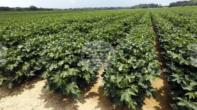 Казинформ: Планират съкращаването на площите ориз и памук в Казахстан заради недостиг на вода