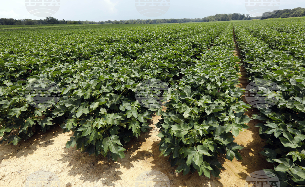 Казинформ: Планират съкращаването на площите ориз и памук в Казахстан заради недостиг на вода