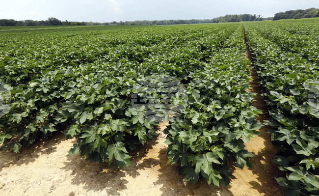 Казинформ: Планират съкращаването на площите ориз и памук в Казахстан заради недостиг на вода