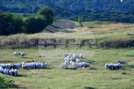 Село Духовец - паша - домашни животни