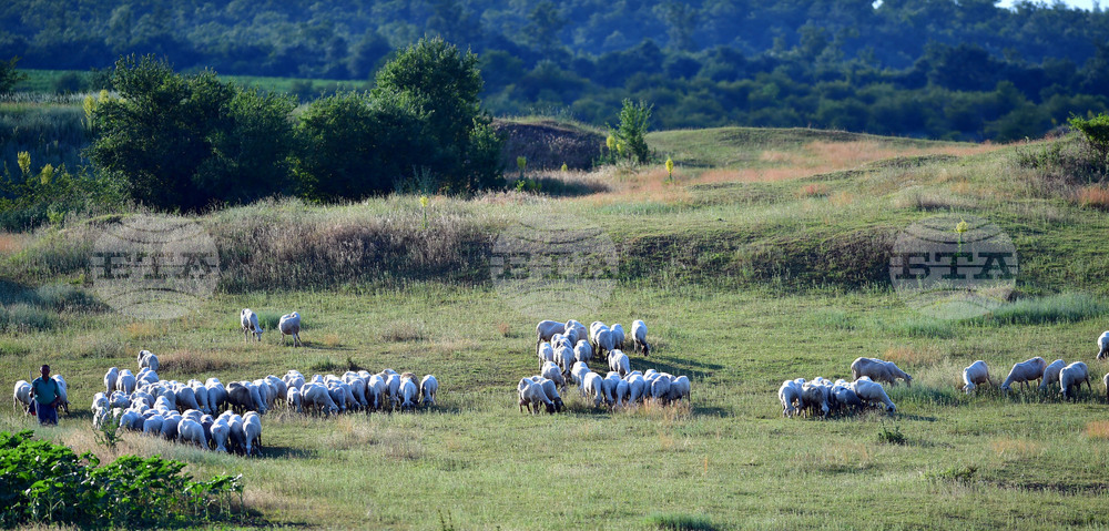 Село Духовец - паша - домашни животни