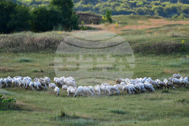 Село Духовец - паша - домашни животни