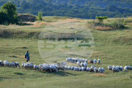 Село Духовец - паша - домашни животни