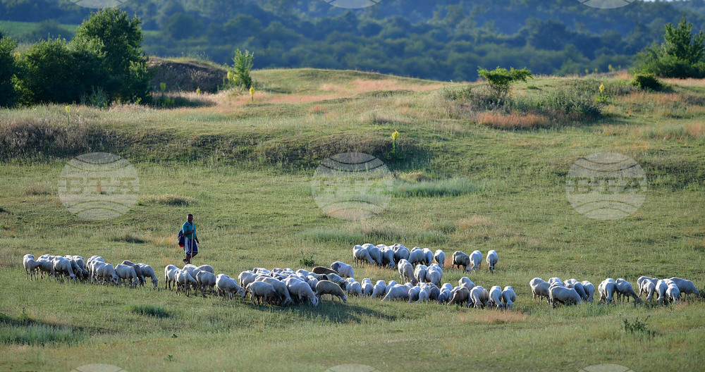Село Духовец - паша - домашни животни