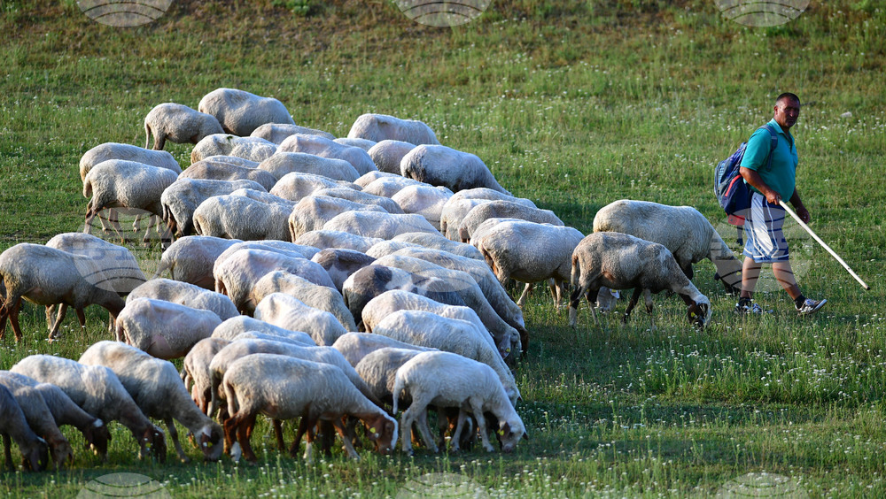 Compensations Ready for Livestock Farmers in Velingrad