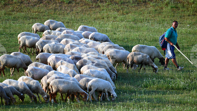 Compensations Ready for Livestock Farmers in Velingrad