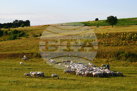 Село Духовец - паша - домашни животни