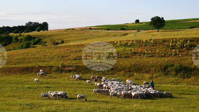 Food Safety Agency Discovers Sheep Pox Outbreak in Plovdiv Region