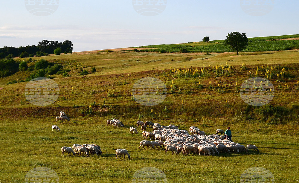 Livestock Farmers Voice Willingness to Cooperate to Limit Spread of Ovine Rinderpest