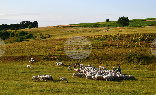 Food Safety Agency Discovers Sheep Pox Outbreak in Plovdiv Region