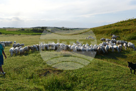 Село Духовец - паша - домашни животни