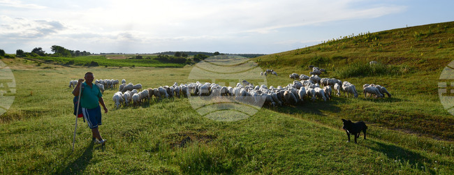 Село Духовец - паша - домашни животни