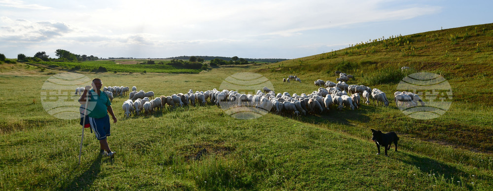 Село Духовец - паша - домашни животни