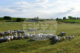 Село Духовец - паша - домашни животни