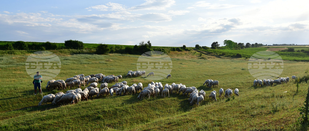 Село Духовец - паша - домашни животни
