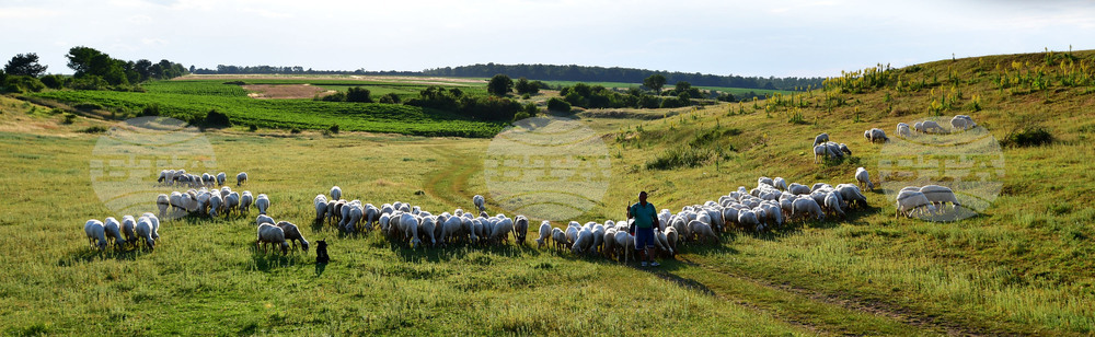 Село Духовец - паша - домашни животни