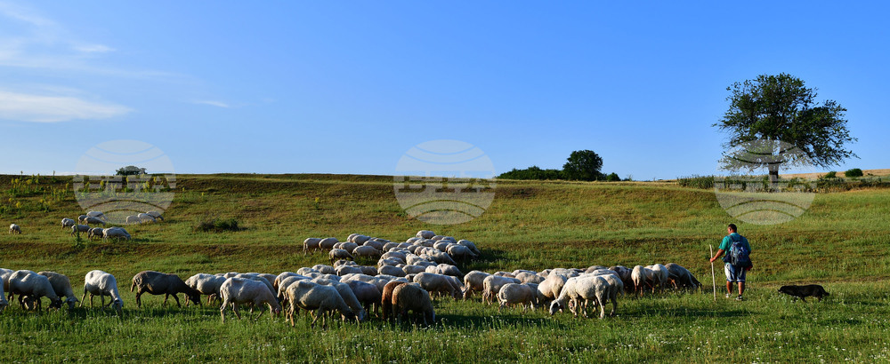 Село Духовец - паша - домашни животни
