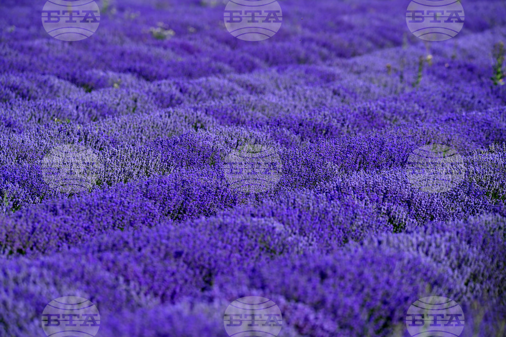 Село Духовец - лавандула