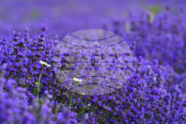 Село Духовец - лавандула