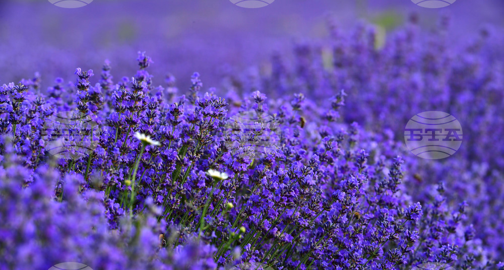 Село Духовец - лавандула