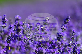 Село Духовец - лавандула