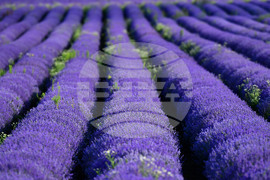 Село Духовец - лавандула