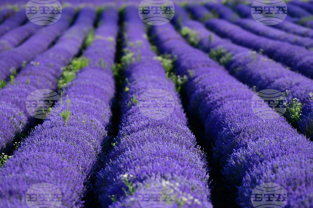 Село Духовец - лавандула