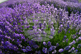 Село Духовец - лавандула