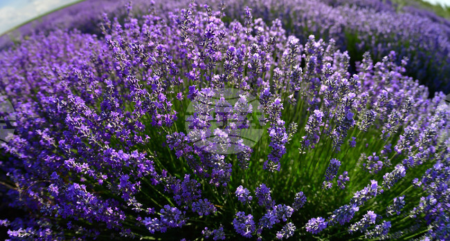 Село Духовец - лавандула