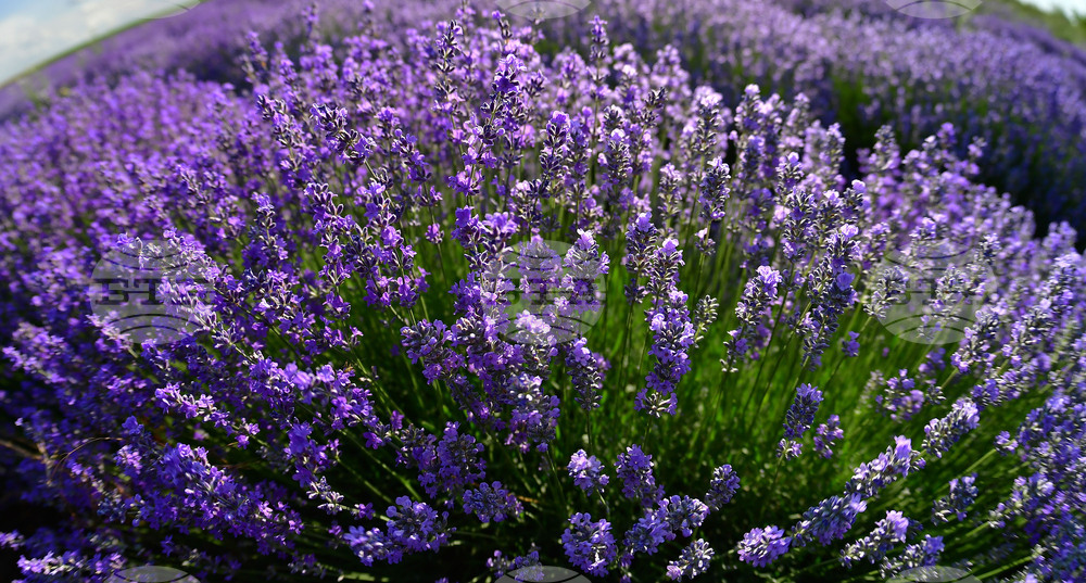 Село Духовец - лавандула