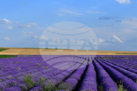 Село Духовец - лавандула