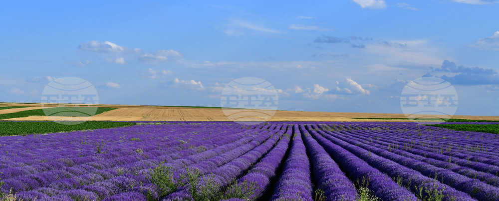 Село Духовец - лавандула