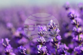 Село Духовец - лавандула