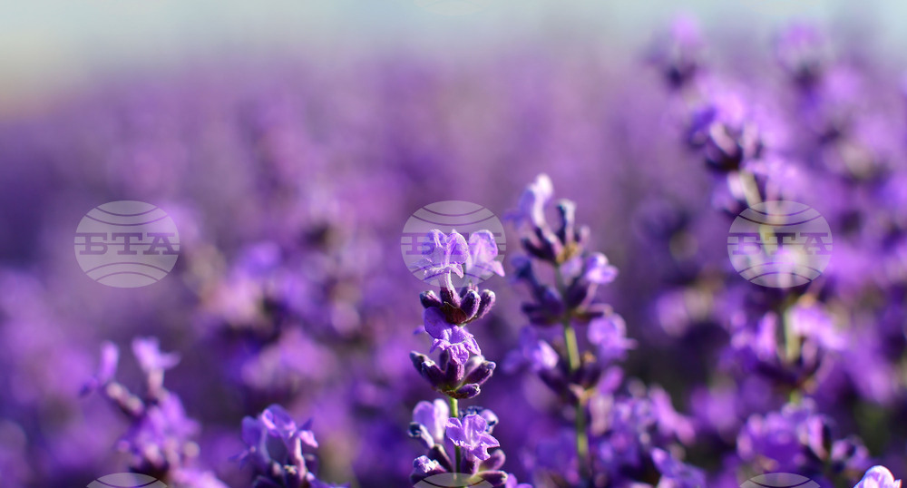 Село Духовец - лавандула