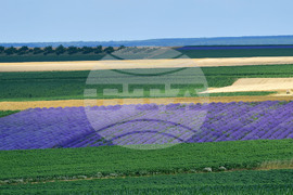 Село Духовец - лавандула