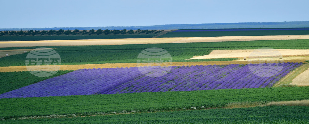 Село Духовец - лавандула
