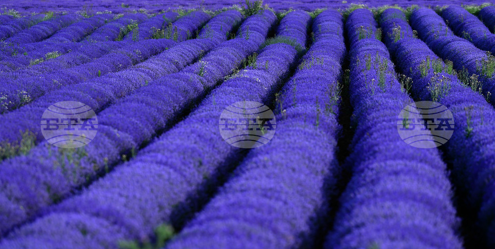 Село Духовец - лавандула