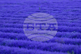 Село Духовец - лавандула