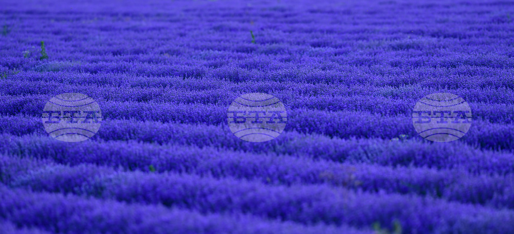 Село Духовец - лавандула