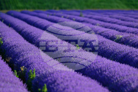 Село Духовец - лавандула