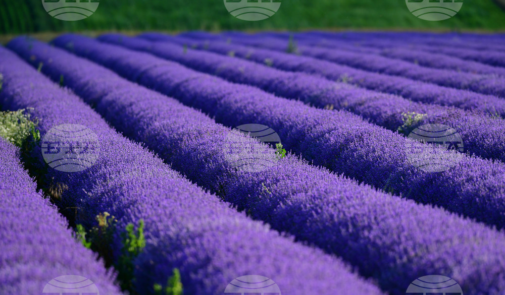 Село Духовец - лавандула