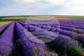 Село Духовец - лавандула