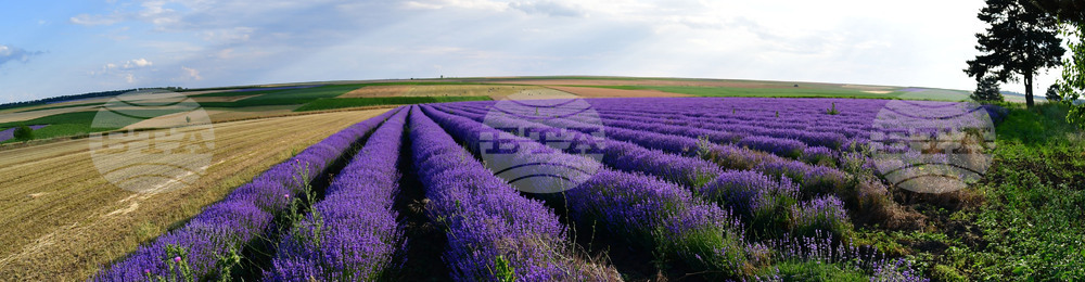 Село Духовец - лавандула