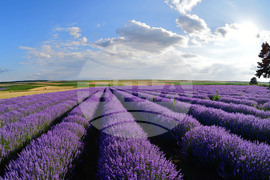 Село Духовец - лавандула